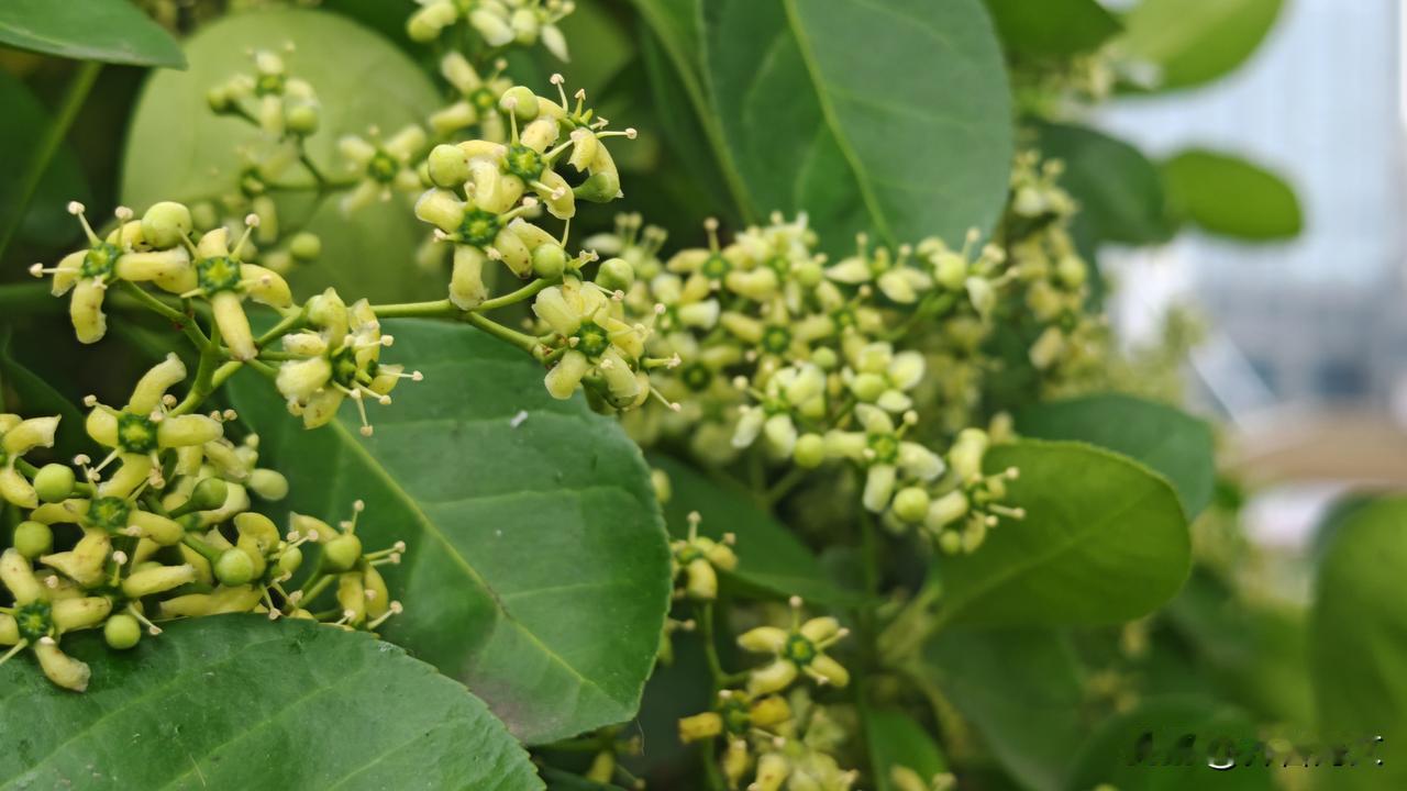 分享一张随手一拍的花朵冬青花