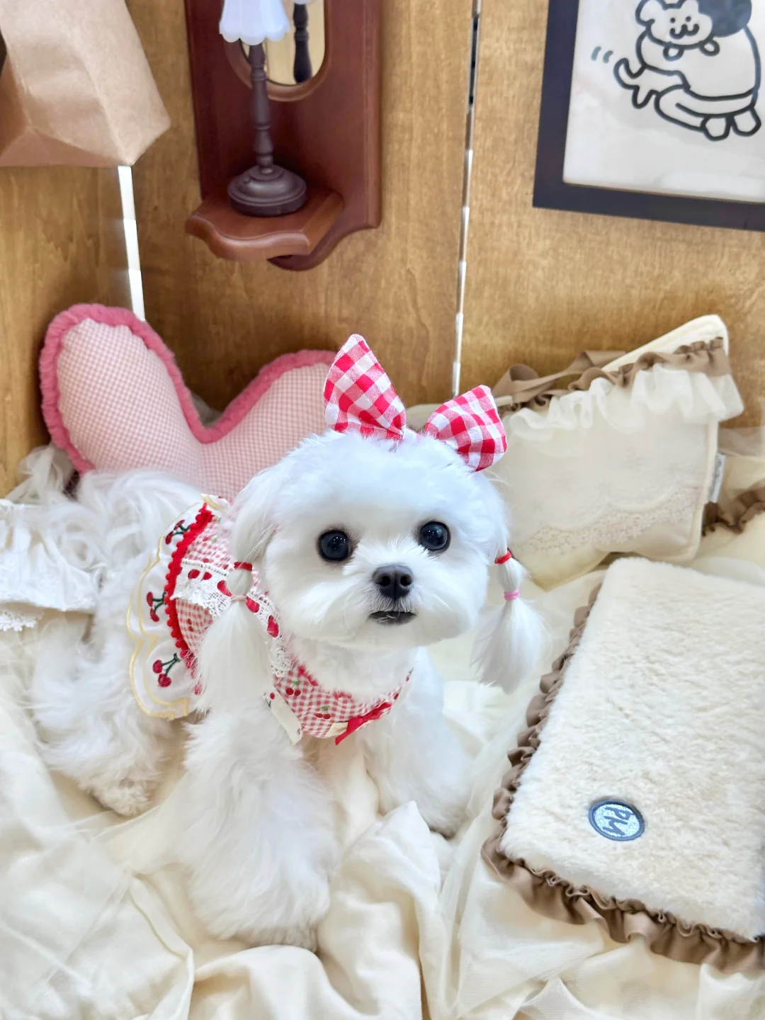 乐天派表演型狗格