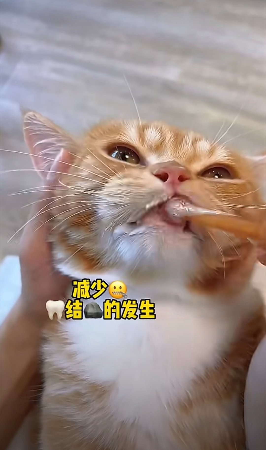 小猫自己用牙刷刷牙原来小猫也要刷牙吗？但是我家里的小猫，不会这么老实的，不然我也