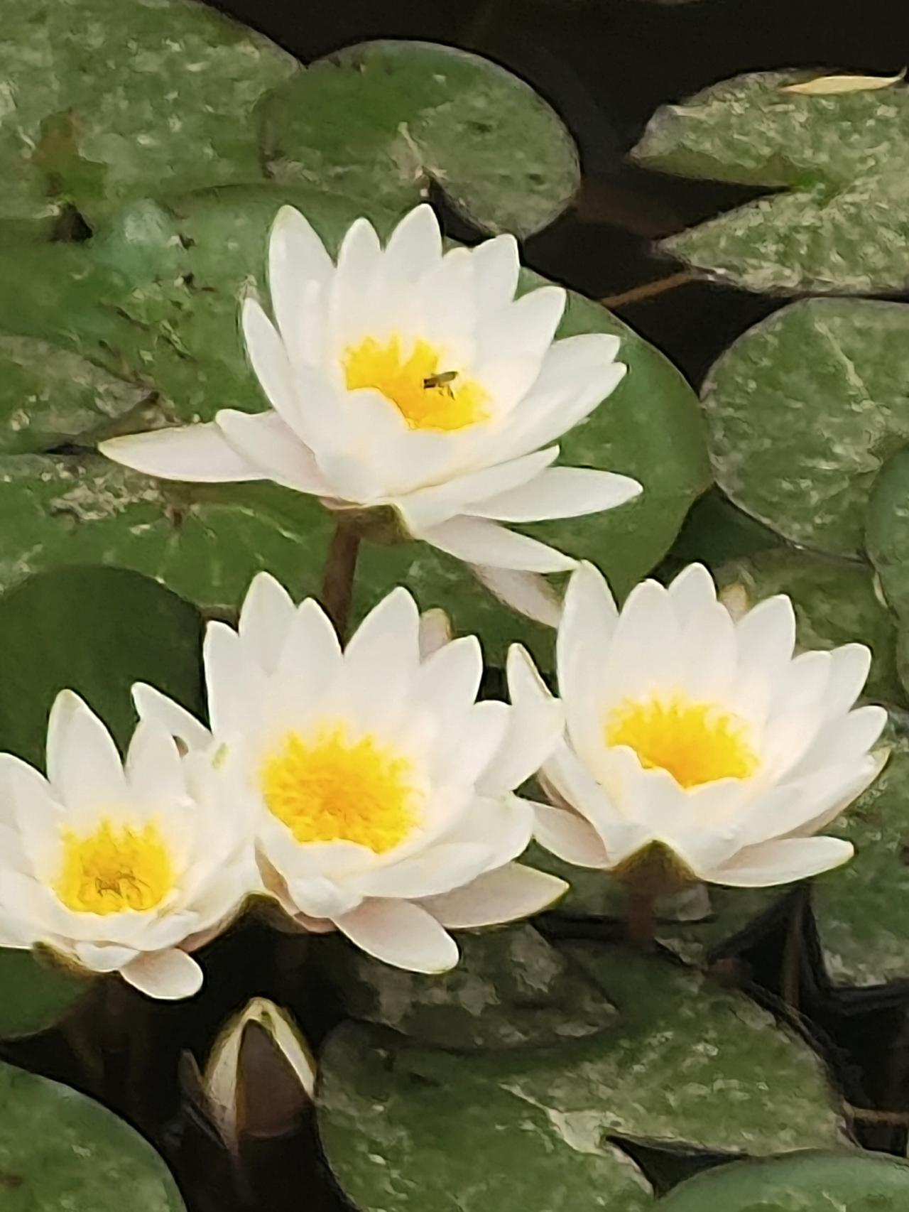 晒出你手机中盛开的花朵