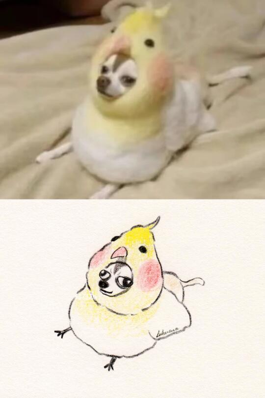 鸡娃娃
