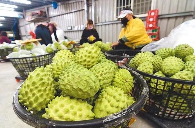 6月17日，台东县长饶庆铃在海峡论坛上表态，向大陆提供最高品质的凤梨释迦6月20