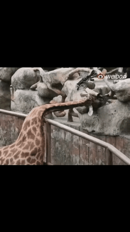 长颈鹿的颈椎看起来也是与众不同的，已经侧弯到这种程度，居然还没啥大事，真是让人不