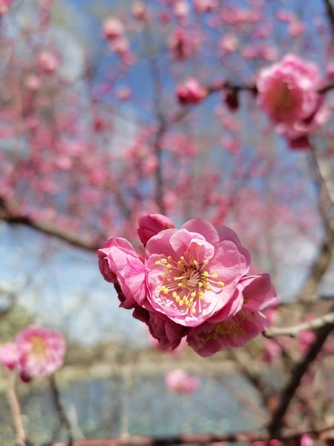 梅花我的摄影日记， 分享一张你拍的花 原创摄影 拍作品我是认真的