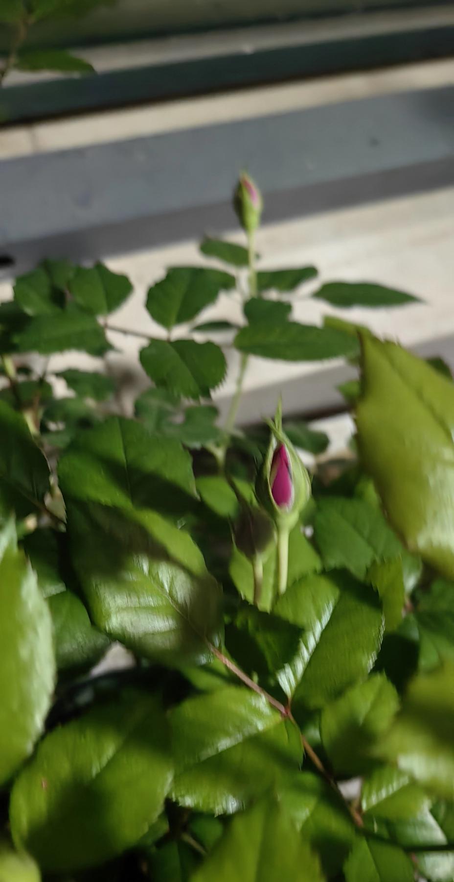 [尬笑]我家自己种的玫瑰🌸，已有花蕾，应该不久就会开了吧…[吃瓜群众]拿来送给