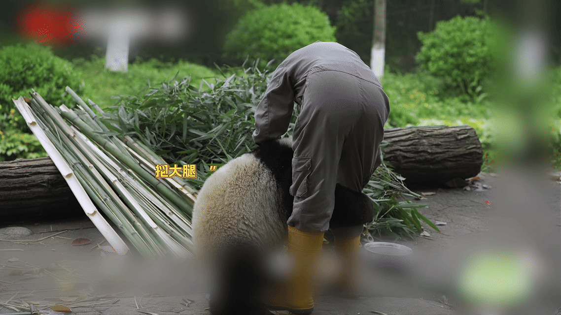 到汶川看超优雅的熊猫福凤 翻开《熊猫档案》，走进福凤的育儿日常——曾经自己还是个