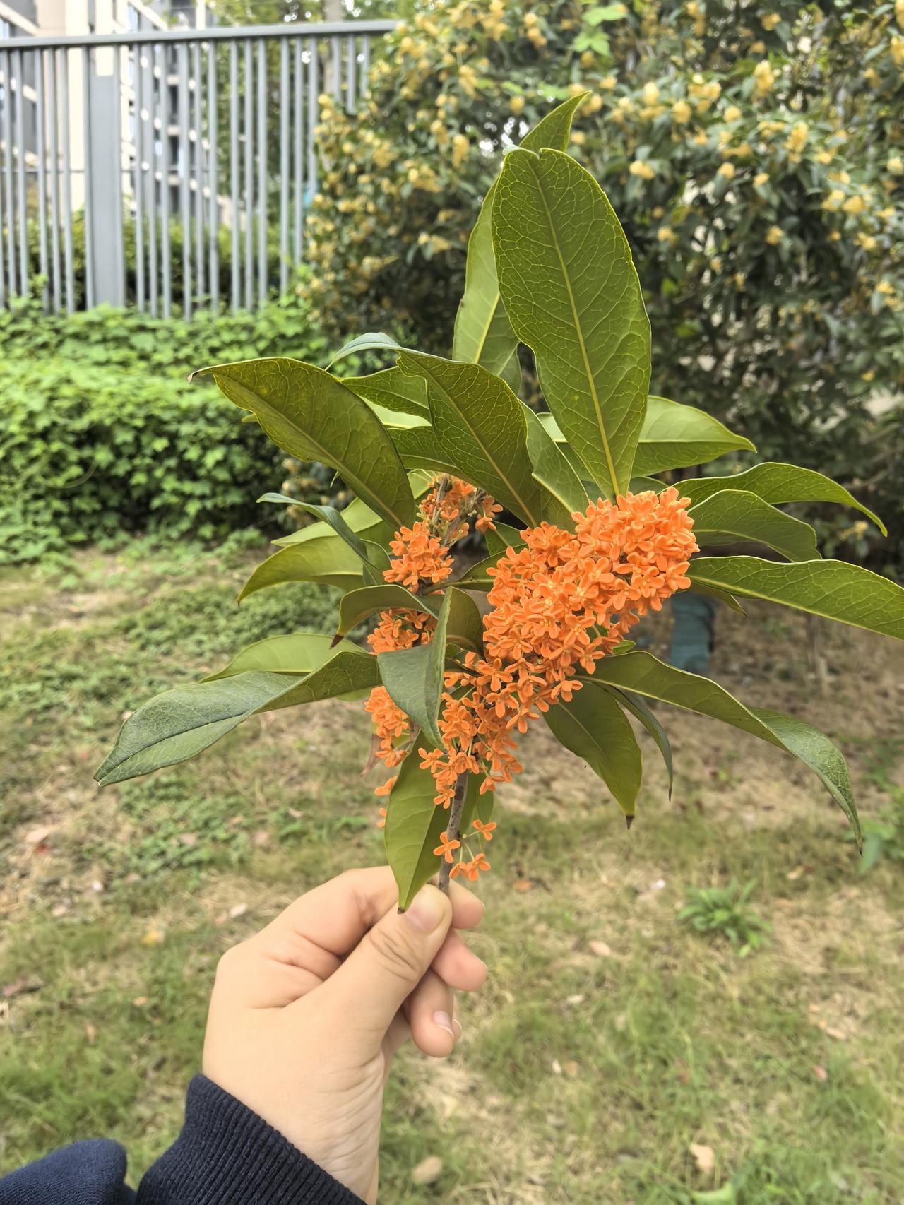 可以分享一张秋景的树叶的照片吗？十月底深秋的桂花依然是那么浓郁，忍不住摘下一支，