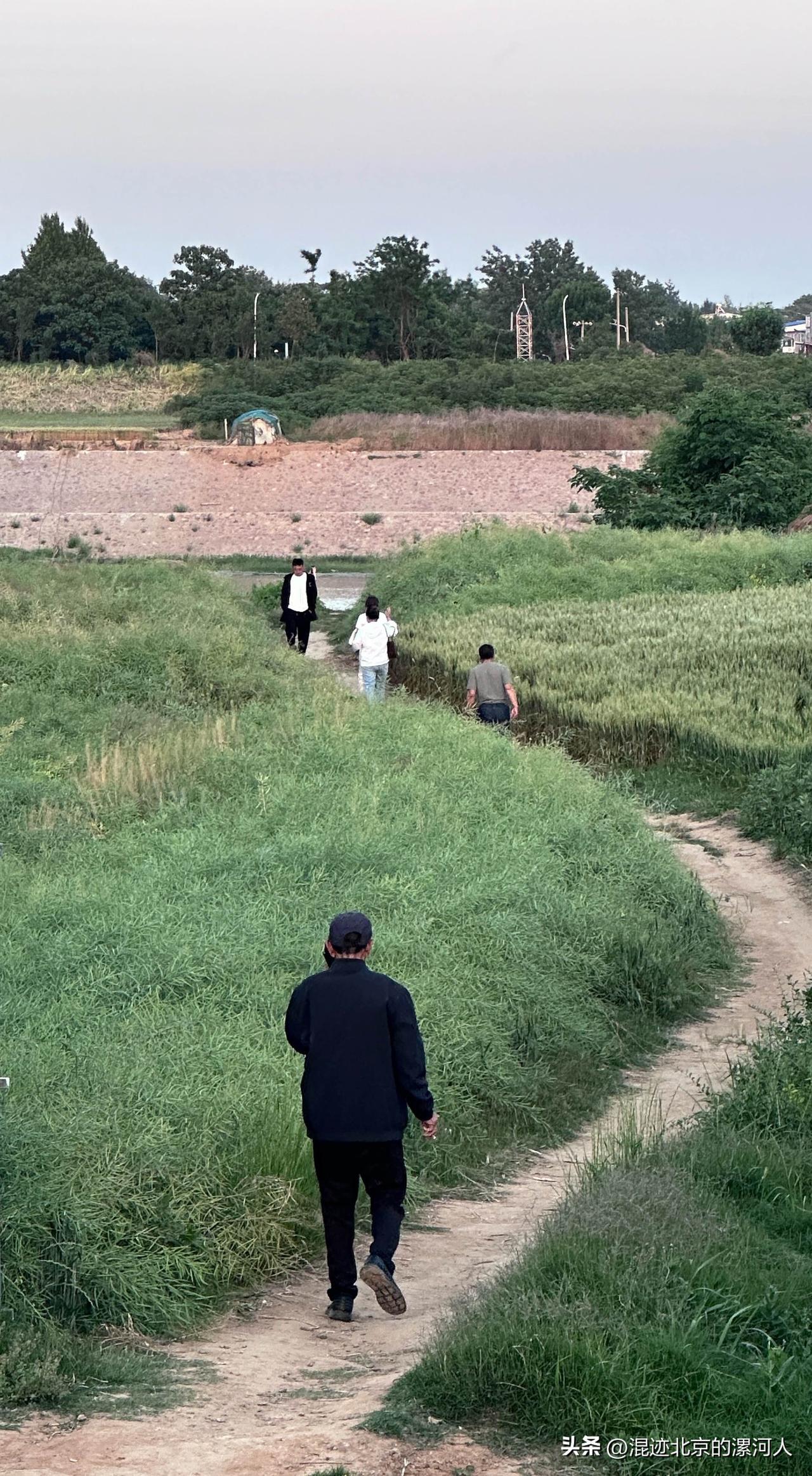 这是漯河郾城区黑龙潭镇河涯李村东头的河坡，专业术语叫河堤下面的荒地种的庄稼。
