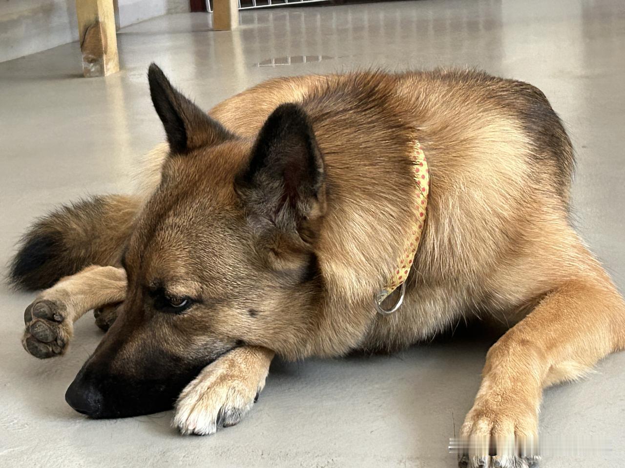 最近在看记录片《重返狼群》，说的是画家李微漪和摄影师亦风，在若尔盖草原收养了一只