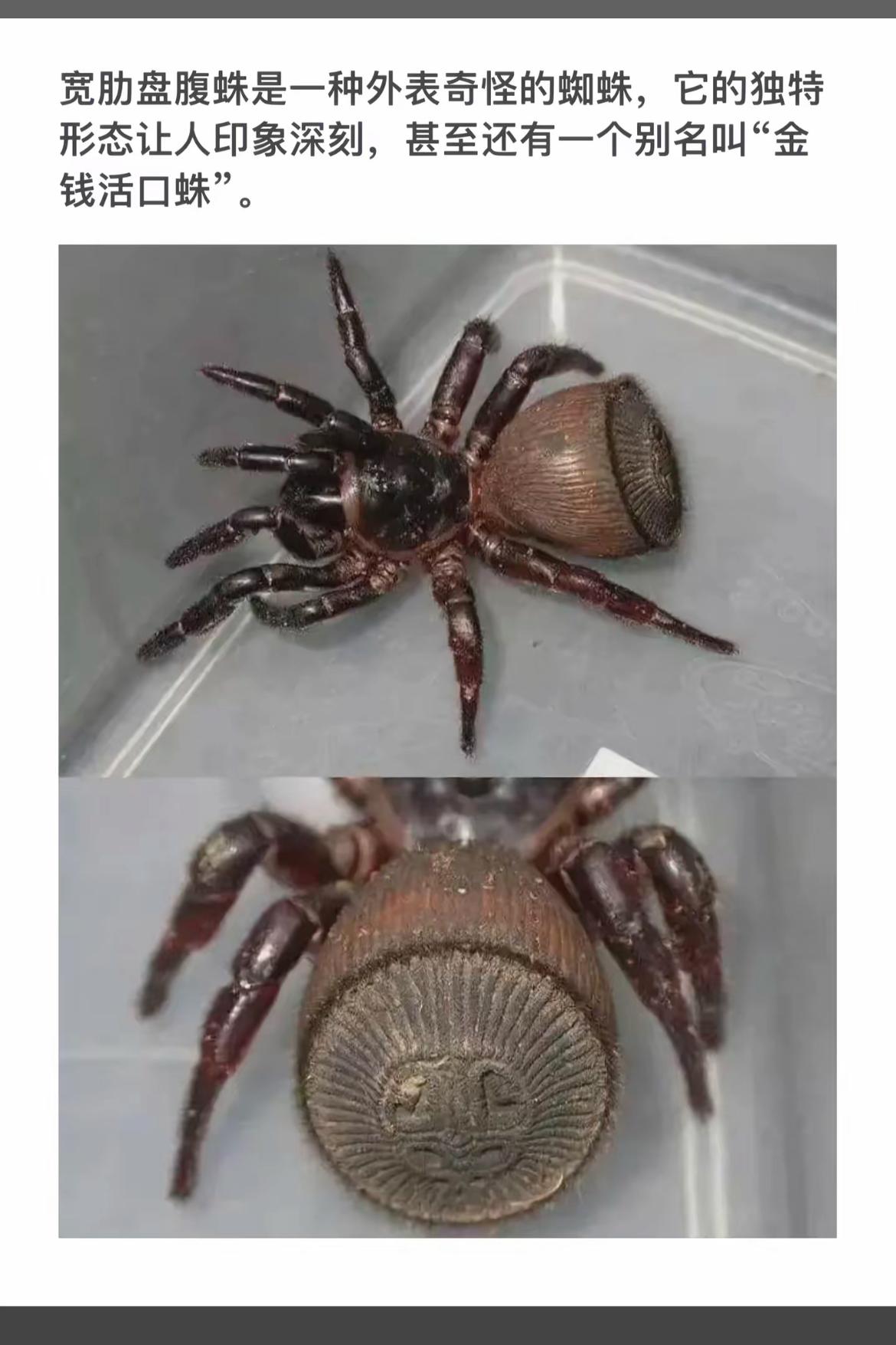 “金光闪闪的盘腹蛛，太惊艳了！”🕷️✨