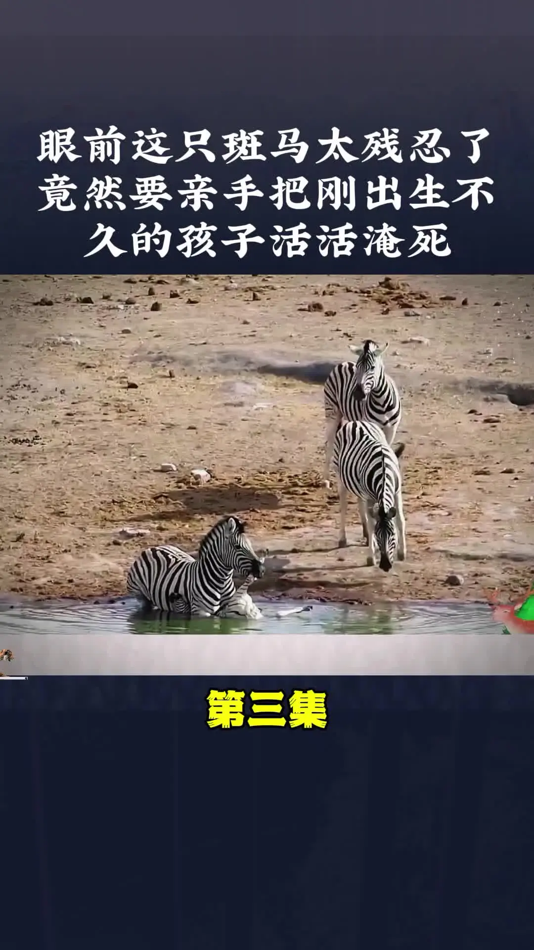 动物世界 动物解说 内容启发搜索