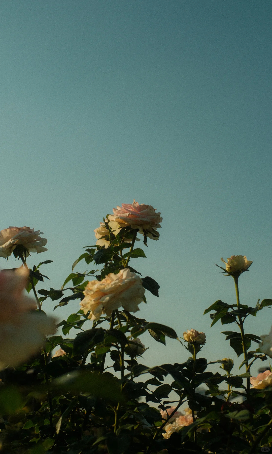 Memory Fragments 🎞物业骂业主住不起就滚iPhone