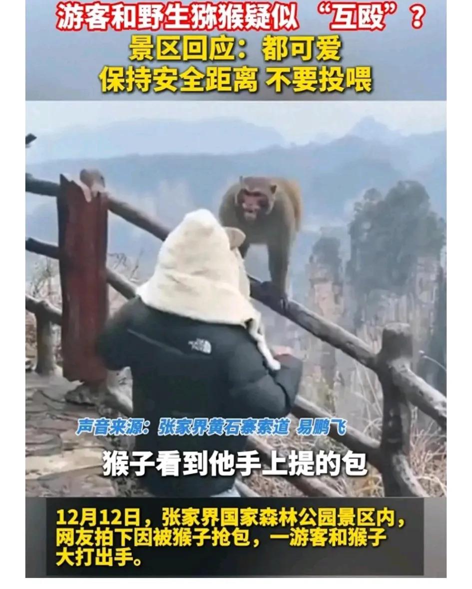 游客与野生猕猴在张家界上演“拳击赛”！
12月12日，在张家界国家森林公园黄石寨
