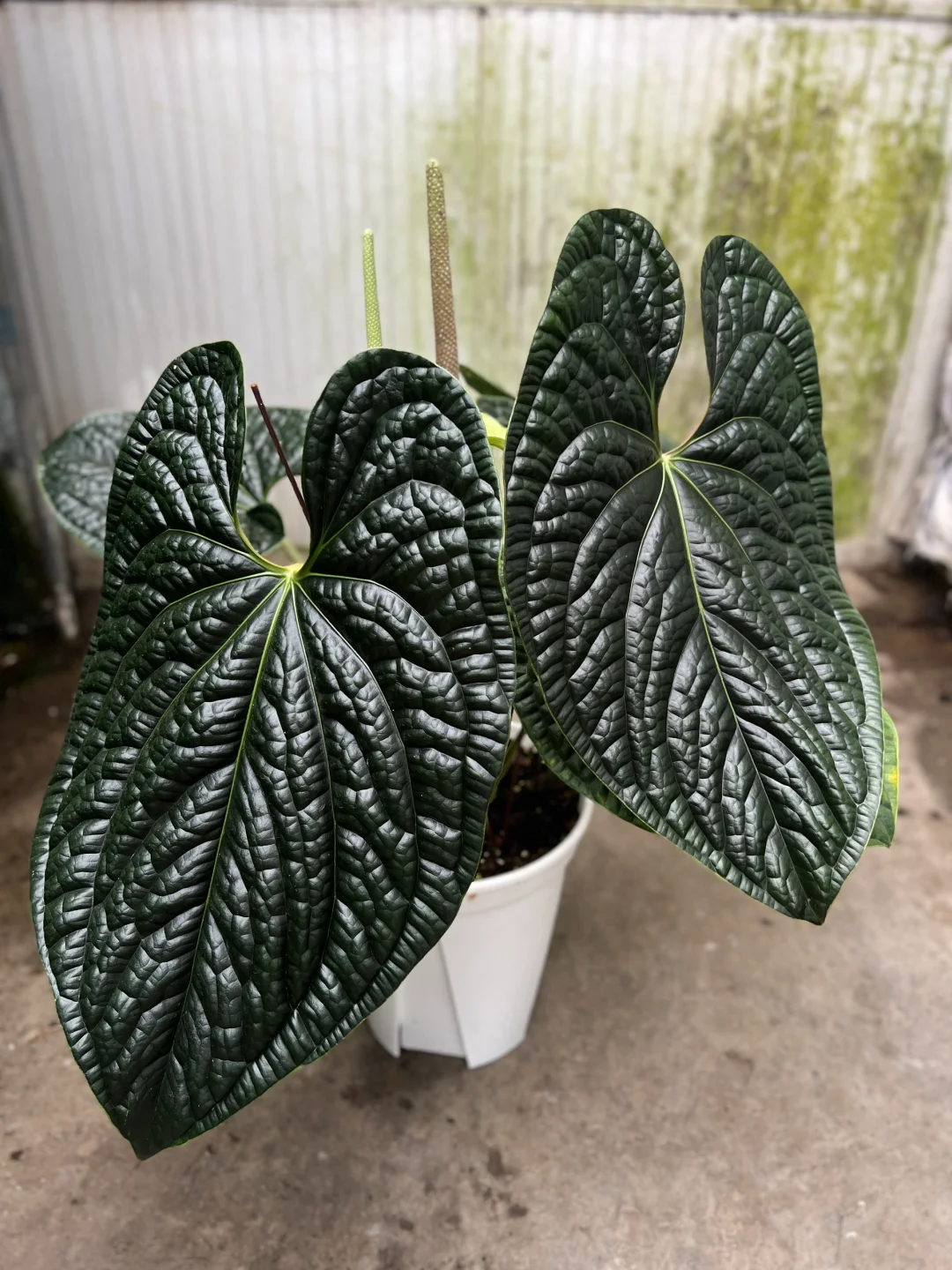 奢华花烛养出状态确实很奢华