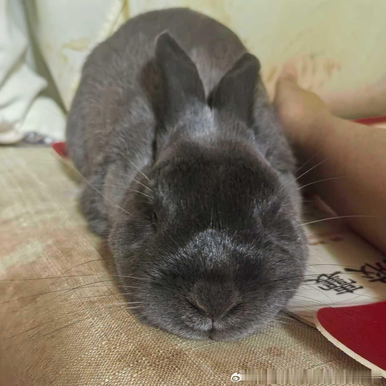 15294🐇【惊天丑孩子】 ​​​