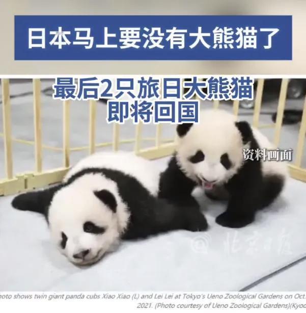 熊猫也可以制裁日本。
    高市早苗闹吧，明年2月份到期，不续租了。作为友好使