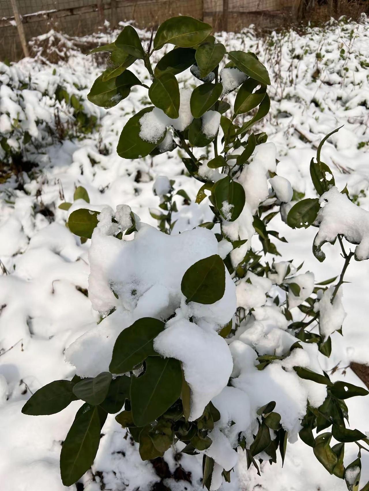 下雪了❄️冷的不要不要的，阳了的我睡了一天，冬天太冷了，还是喜欢夏天