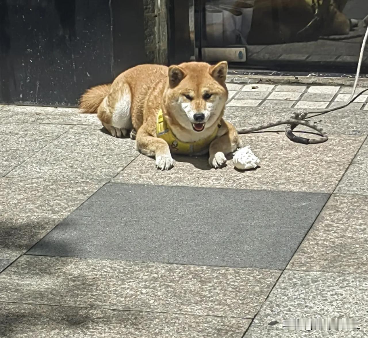 今天中午，我带大宝去公司的美食街吃饭，在一家店的门口趴着一只狗狗，大宝很好奇中午