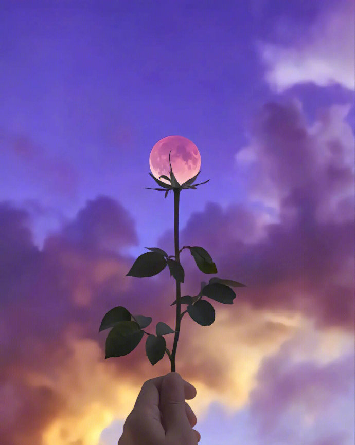 送你一朵月亮🌷 