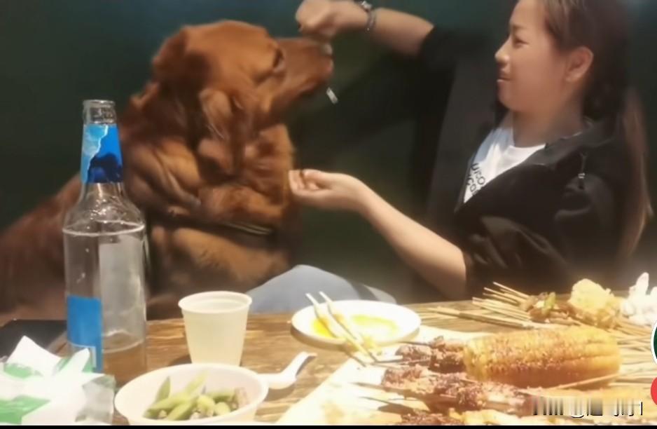 大连一女子在烧烤店用铁签子喂狗，这么大的狗上桌子吃肉串店家看不见吗？为什么没有及