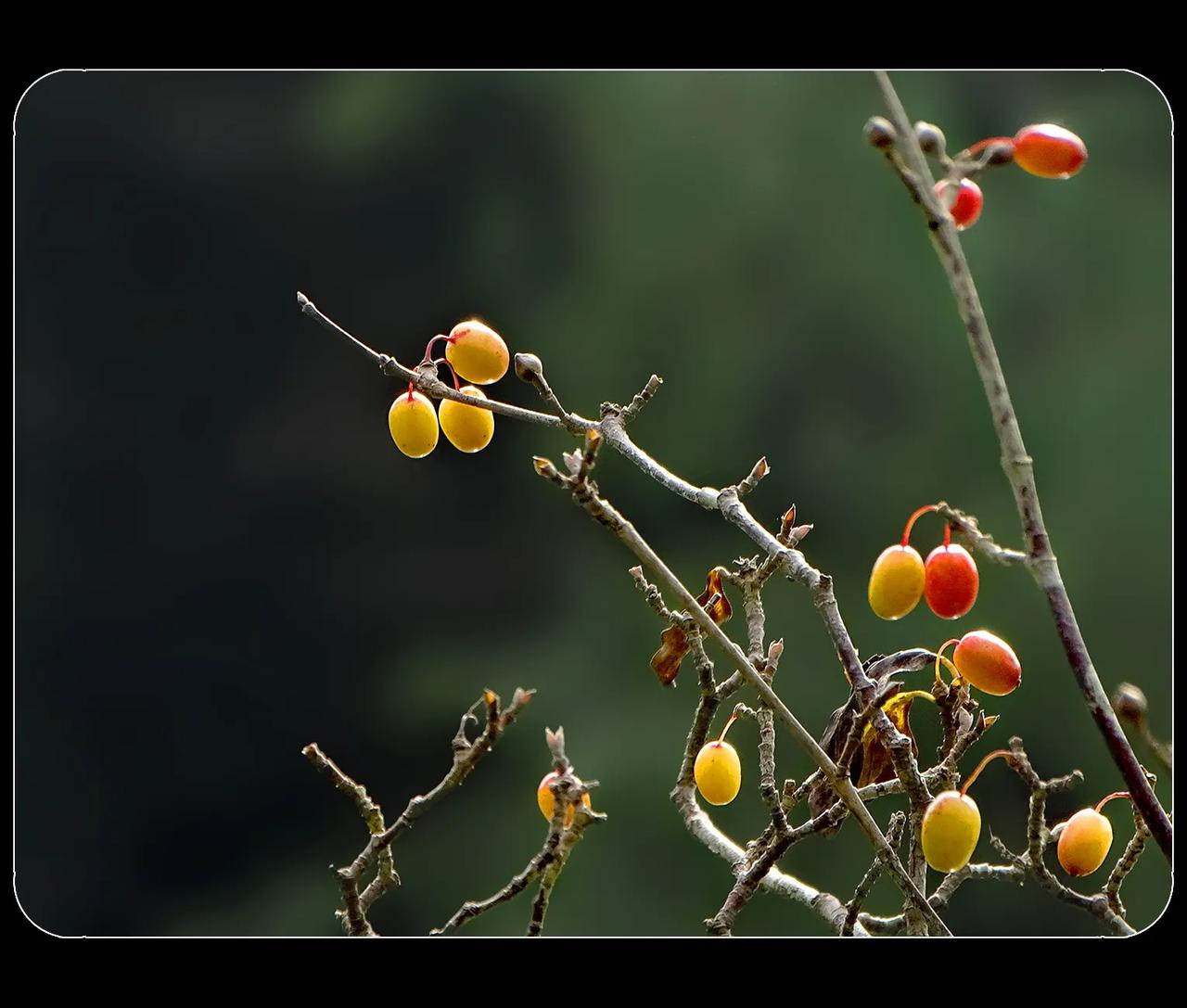 《重阳赏“茱萸”》
岁岁重阳，今又重阳。再读了王维的诗
‌‌《九月九日忆山东兄弟