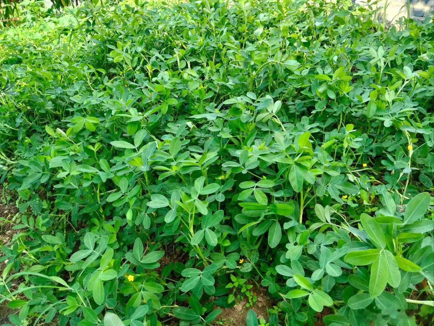 沾尽晨露的芋艿，默默扎根泥土蓄力。层层舒展的丝瓜，顶着烈日努力攀援。翠叶亭亭的苋