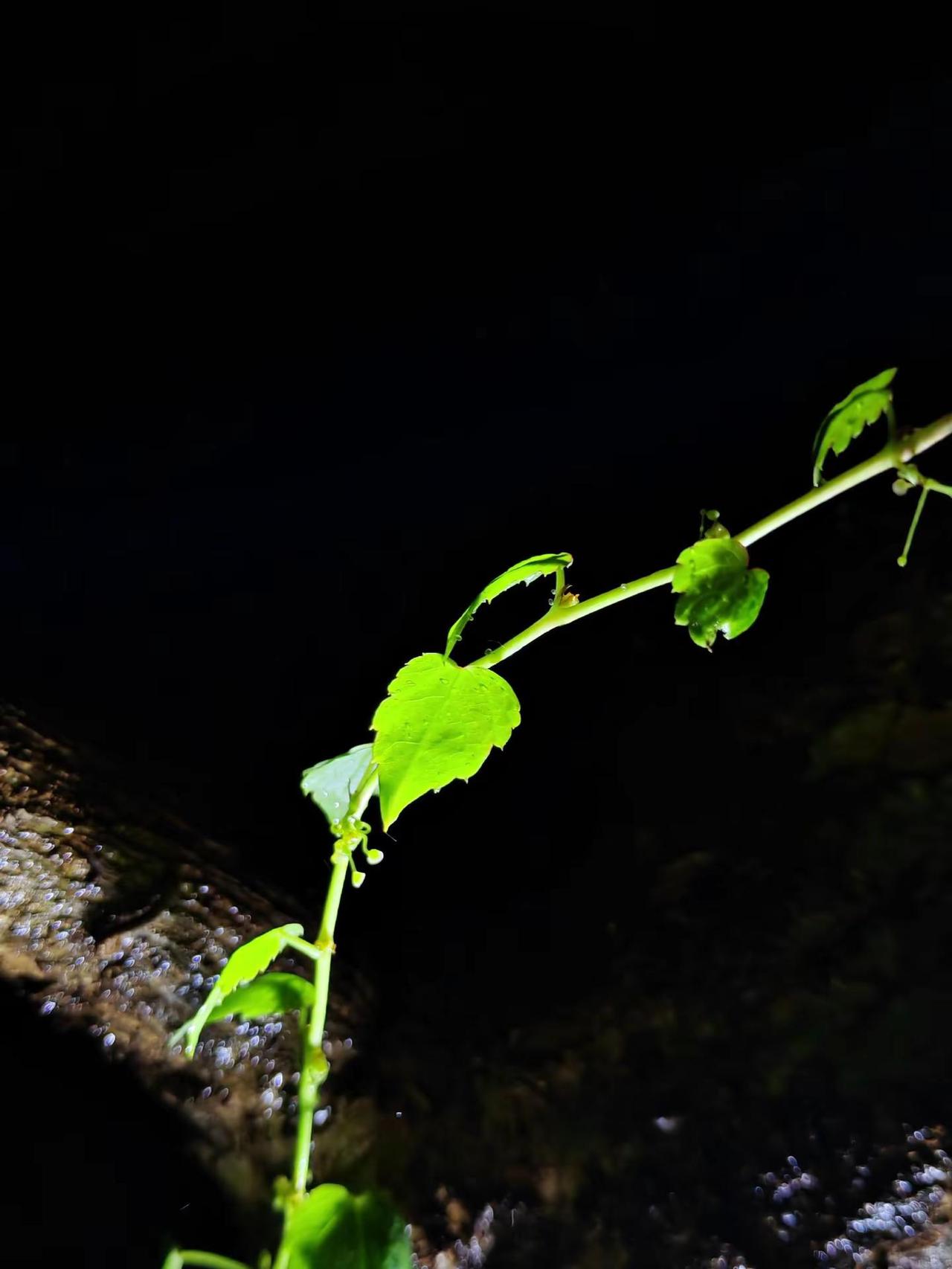 秋雨。音乐响起时，我想与花草为邻。沐浴秋雨。植物摄影的治愈瞬间 镜头下的自然生机