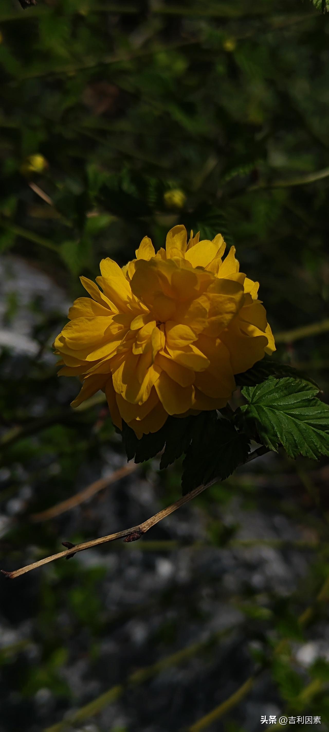 分享一张花开的照片