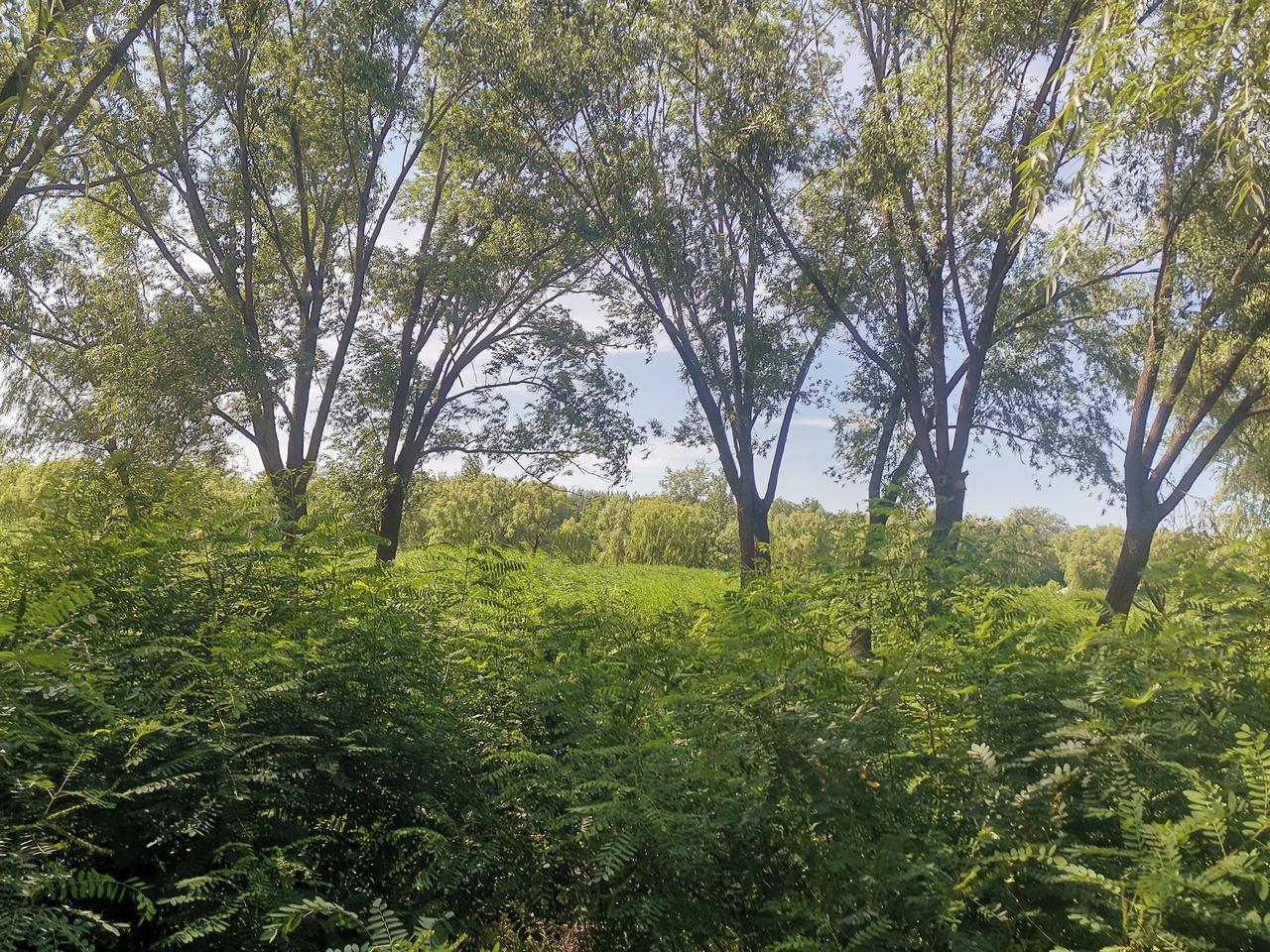 游戏山水之间，混迹草木之中。吐纳天地之气，耳闻风唱鸟鸣。