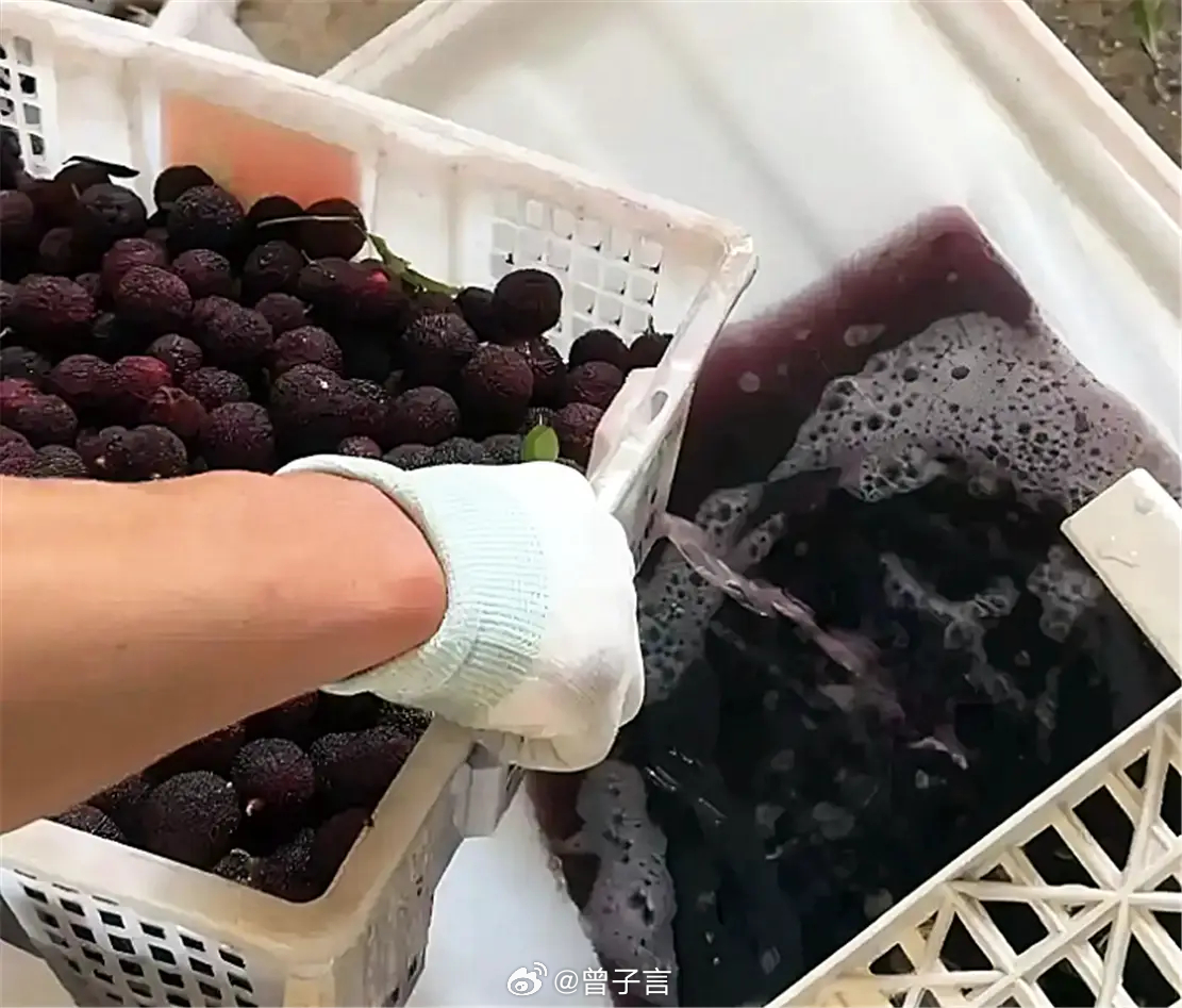 几颗老鼠屎，坏了一锅粥。果农没错，消费者更没错，处理细节只字未提。最后给不出满意