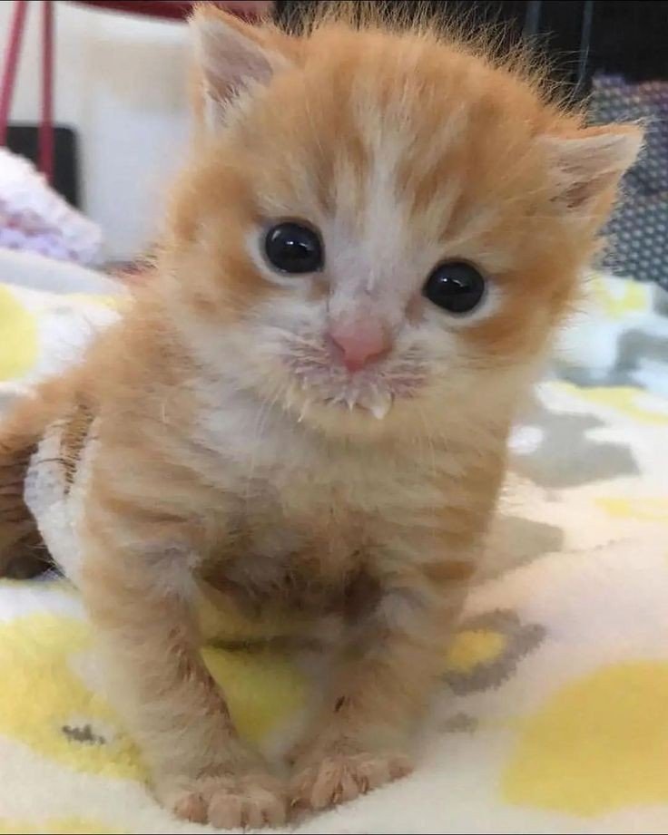 随机猫猫 