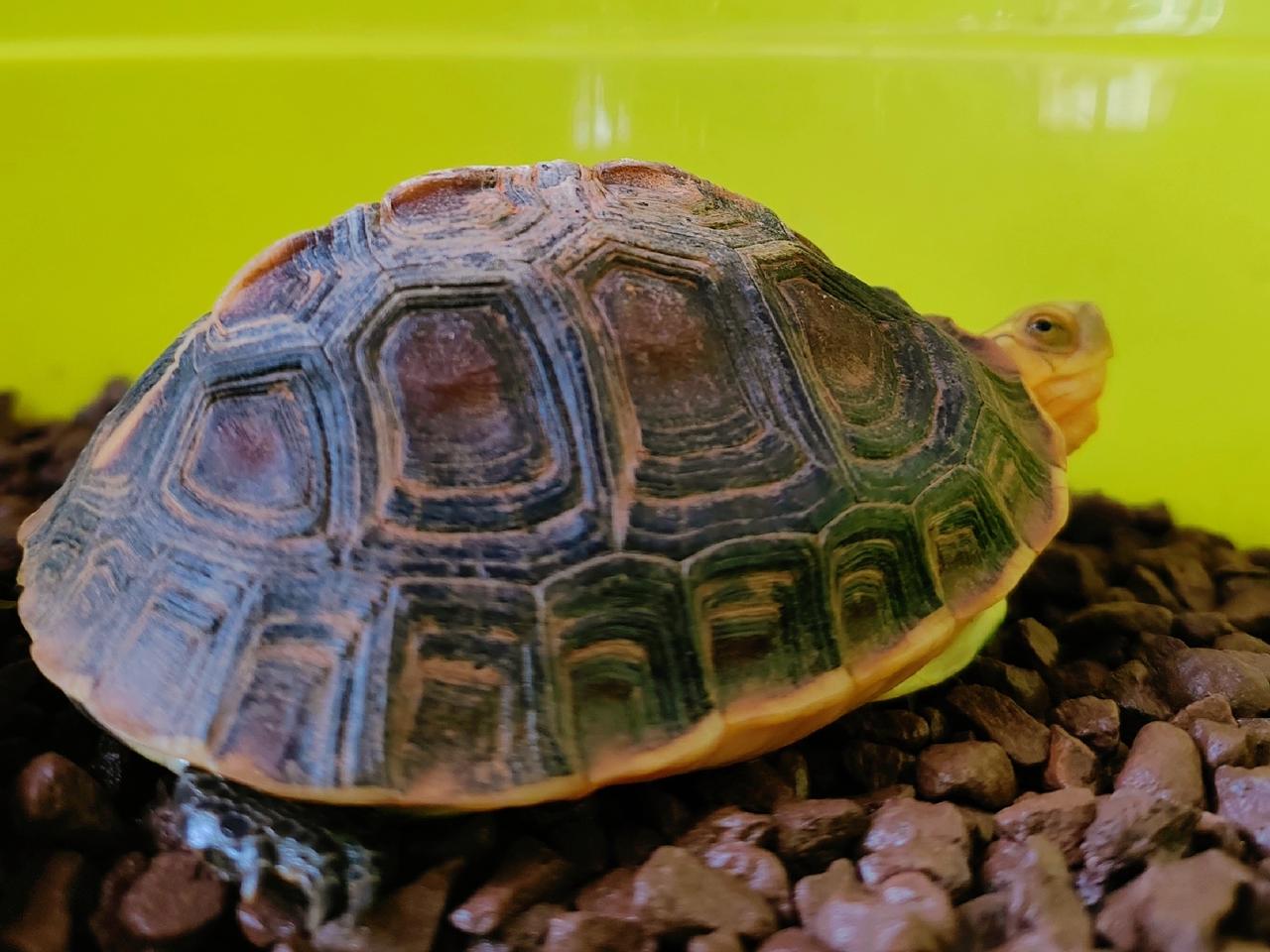 它刚才就拉了，今年出眠后第一场💩。沉睡一冬，肠胃功能没有完全恢复到位，所以💩