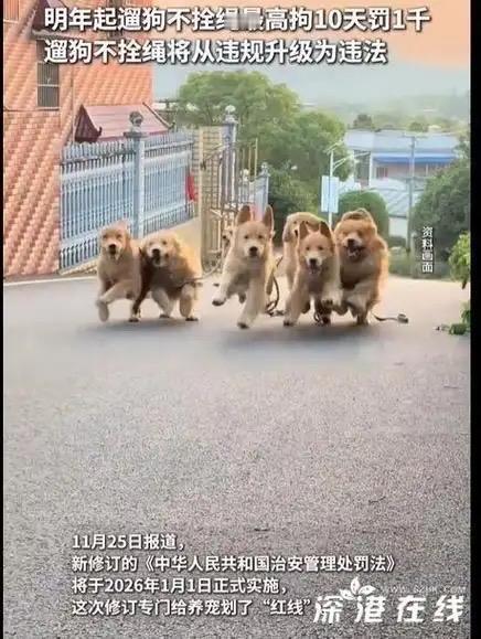 养狗🐶的人要注意了，明年起遛狗不拴绳违法！

2026年1月1日起，新修订的《