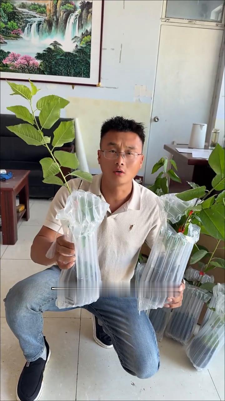 对比"齐早"樱桃，早熟5天樱桃品种，4-8樱桃苗。
即将替代红灯的一个早熟大樱桃