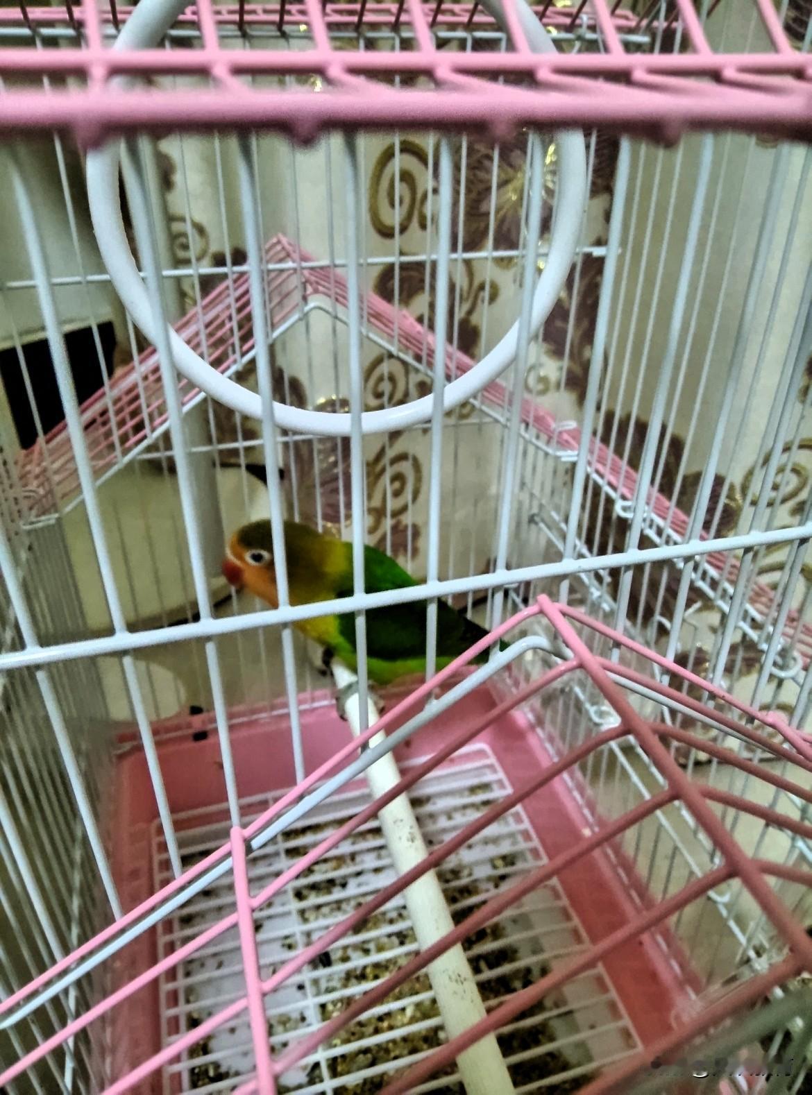 养了两只玄凤鹦鹉，花了300多。
不知道咋回事，昨天炸毛了，
没时间理会它，结果