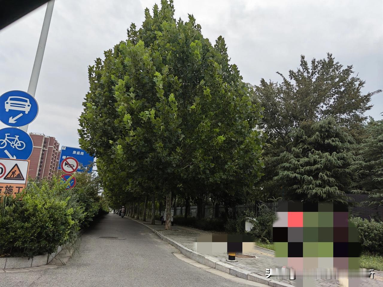 徐州昆仑大道用榉树或者法桐就完美了