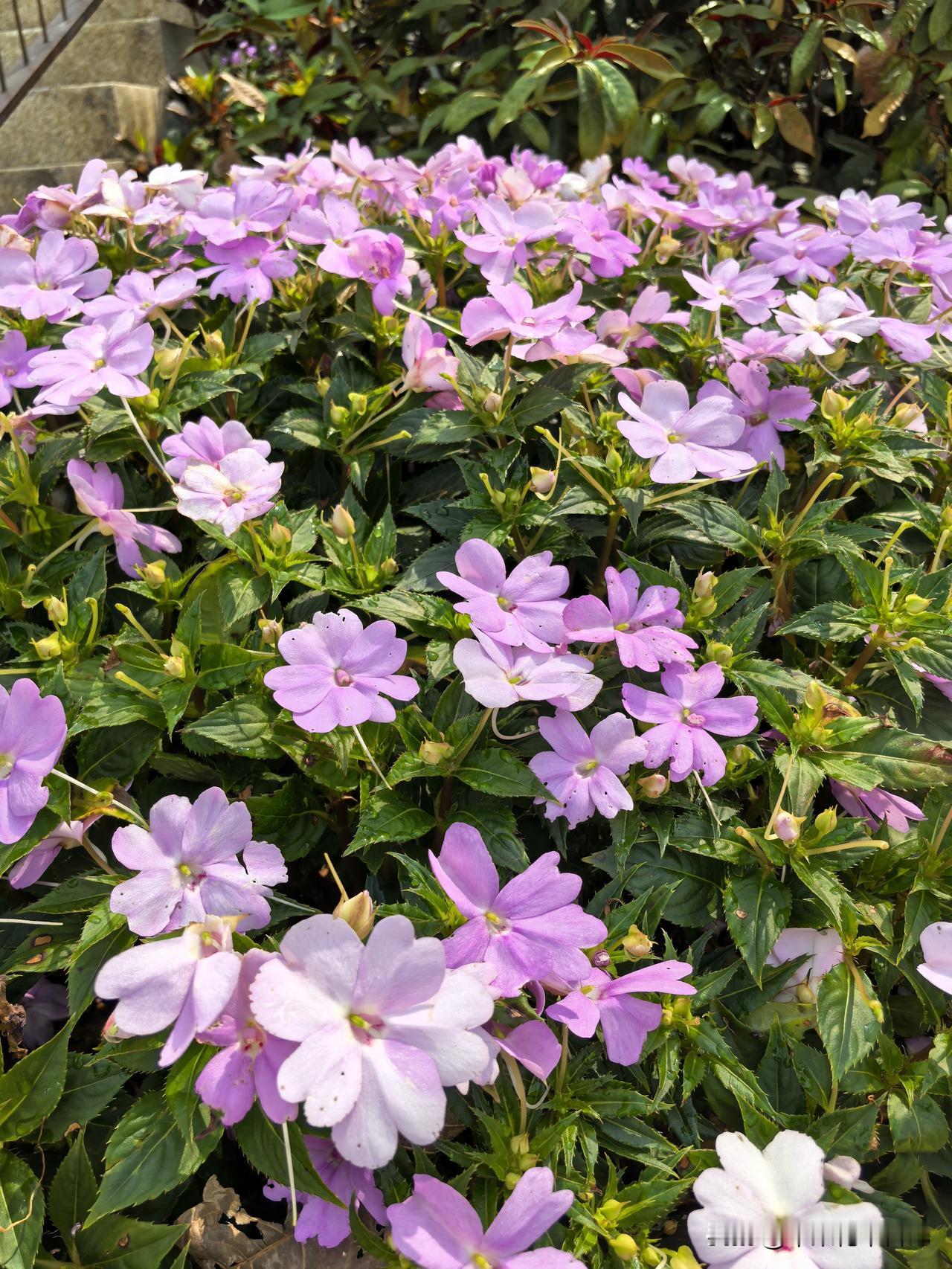 绿叶丛中绽丽容
粉花斗艳竞娇妍
赏心妙韵迷人目
小巧娇姿醉客怜

粉紫色小花