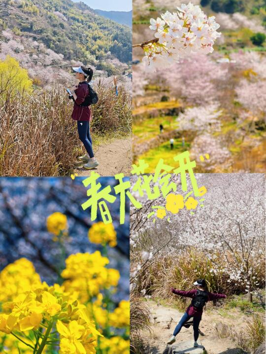 一日线|清潭坑🌸花期已至