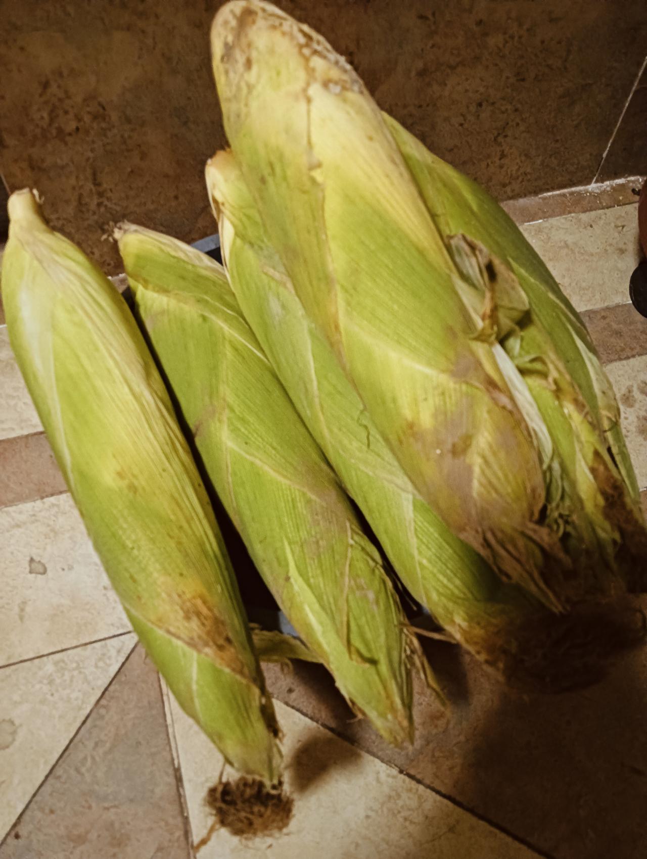 丰收了也烦!
今年玉米和豆角长的格外好，玉米个头大，而且甜糯适口，豆角摘了一茬又