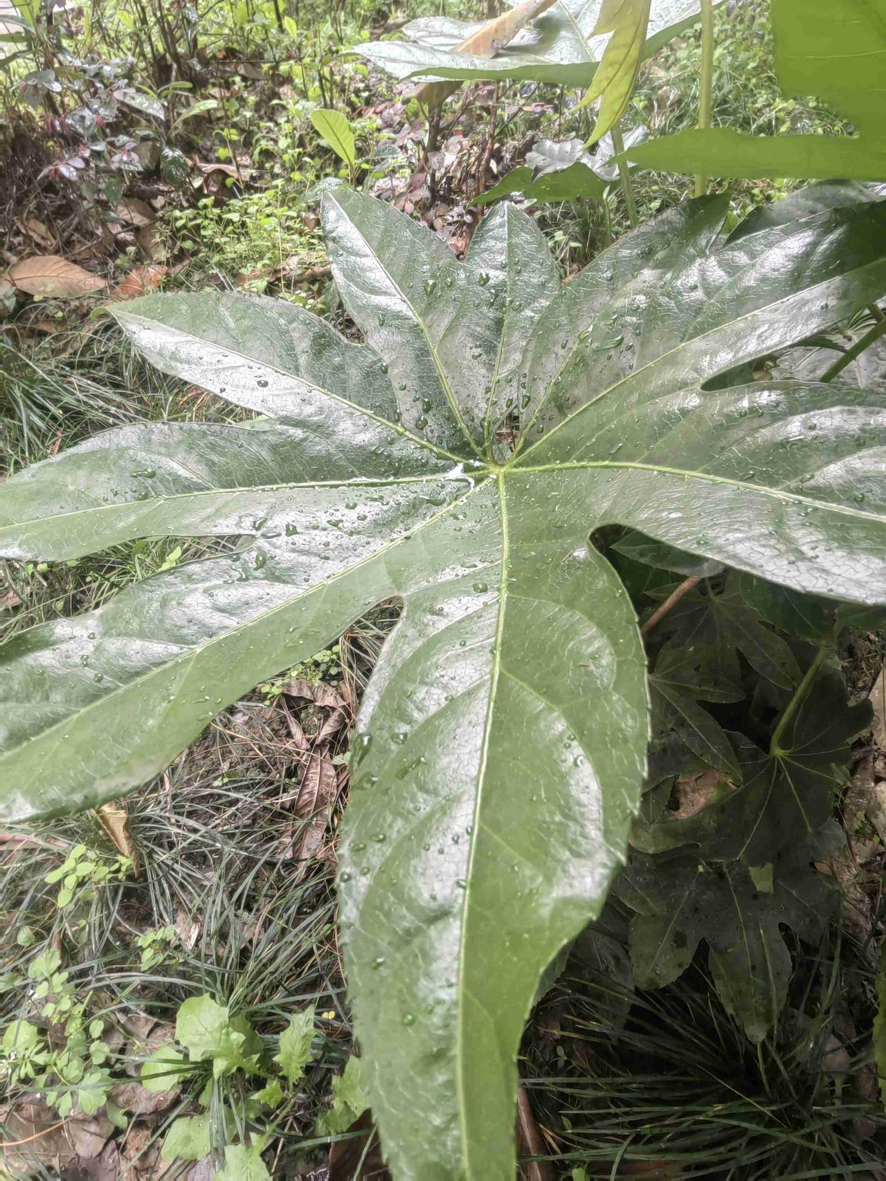 我的今日状态：🥲强颜欢笑
我这里的天气：🌧下雨