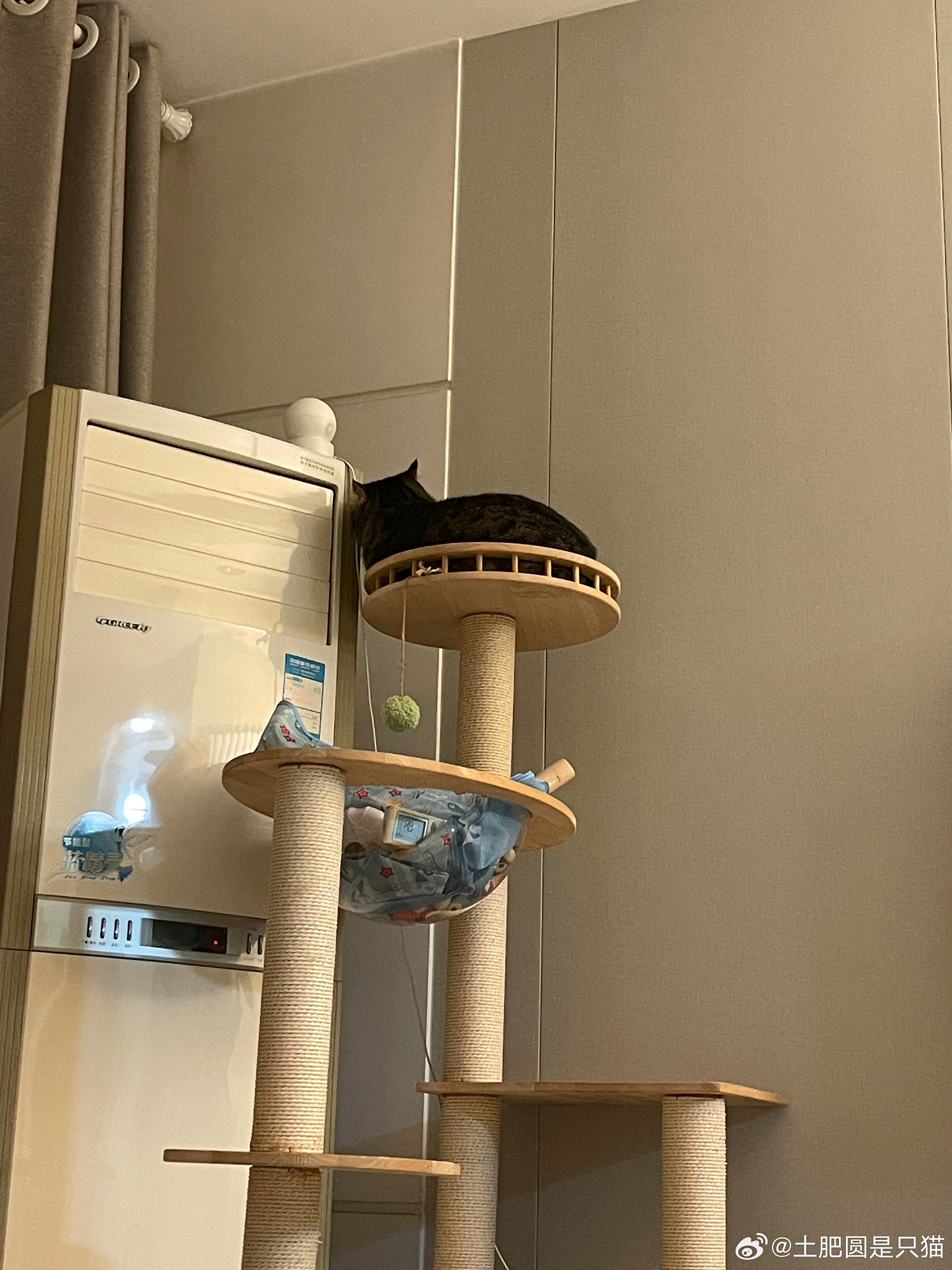 不知道在上面背背着耳朵在干嘛 没睡着 刚才还看见它动了 