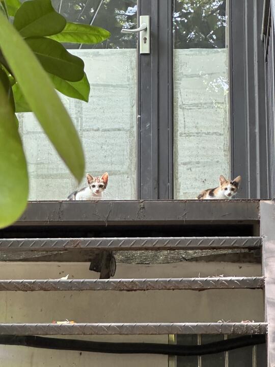 人民公园的小可爱们😻