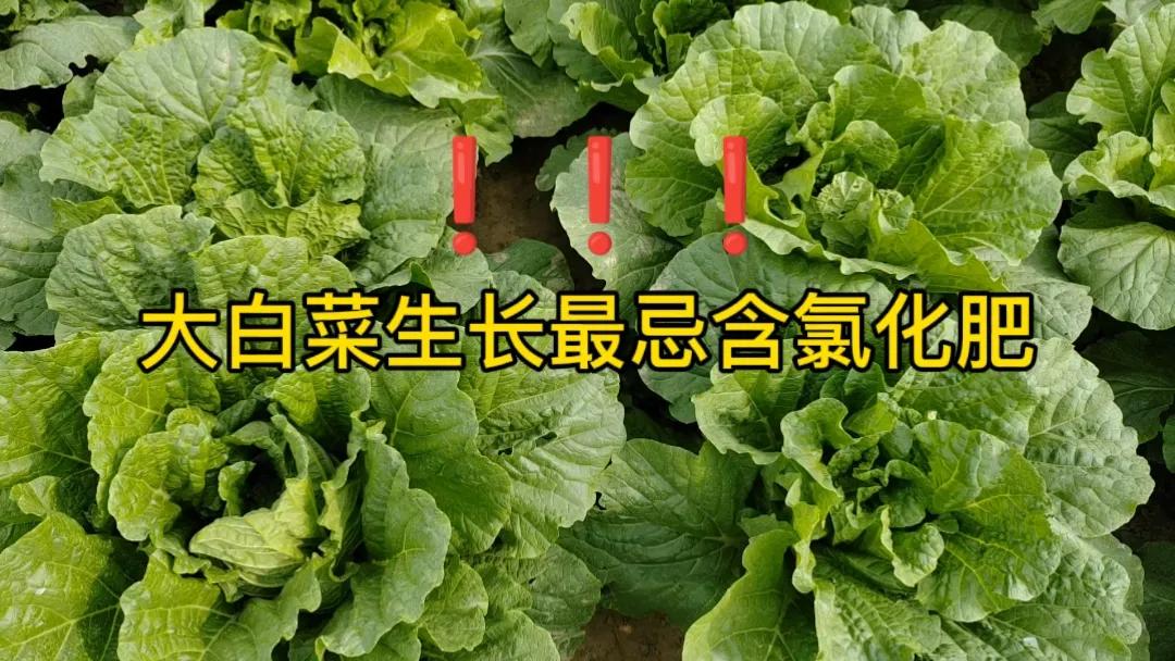 #大白菜最忌什么化肥?#大白菜在生长过程中有一些化肥是需要特别注意避免的。首先，