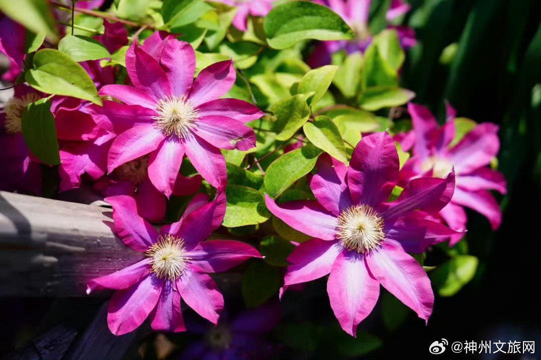 初夏时节送你满屏芳菲近日，国家植物园内花姿清雅、明媚可人，勾勒出清新治愈的自然画