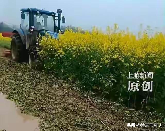30亩油菜被推毁后续：农户收下赔偿，为啥网友还在骂？  

眼看着再有段时间就能