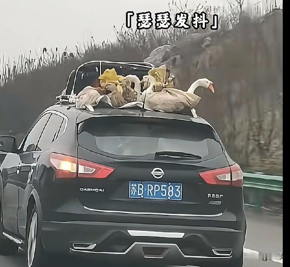 奉劝大家最近别出门了，因为高速路上都是才出来打劫回去的一群活土匪，小心把你一起打