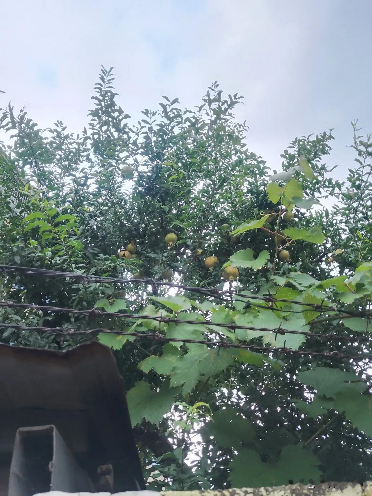 几天前我写了一篇关于独生女结婚后，生的第一个孩子跟男方姓，第二个孩子跟女方姓的微