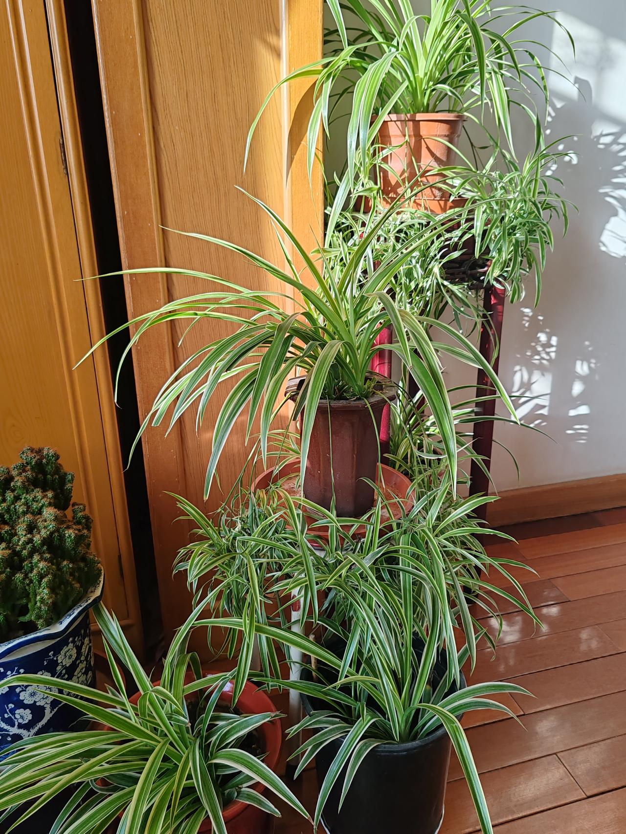 晒图笔记大赛室外寒气逼人，室内绿植争艳。