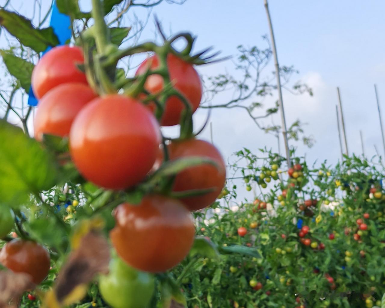 广东省阳西县沙扒镇月亮湾过冬记（三十七）到月亮湾周边采摘圣女果和草莓

出月亮湾