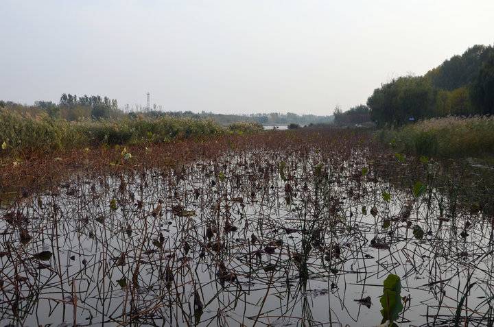 德州减河秋色让我难忘